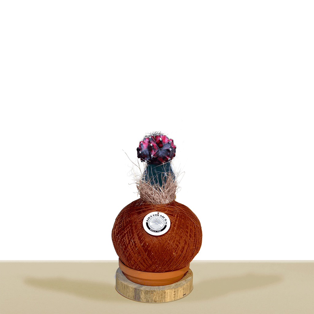 Variegated Red Korean Cactus