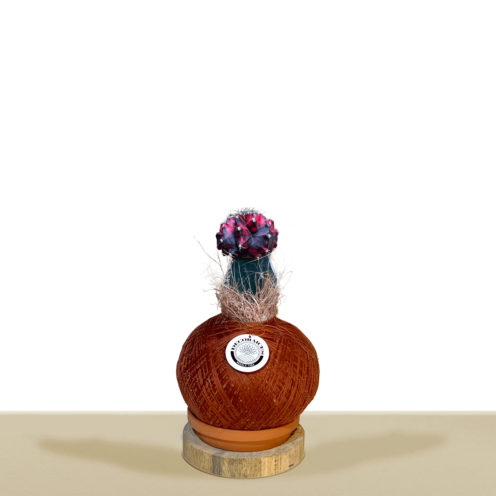 Variegated Red Korean Cactus