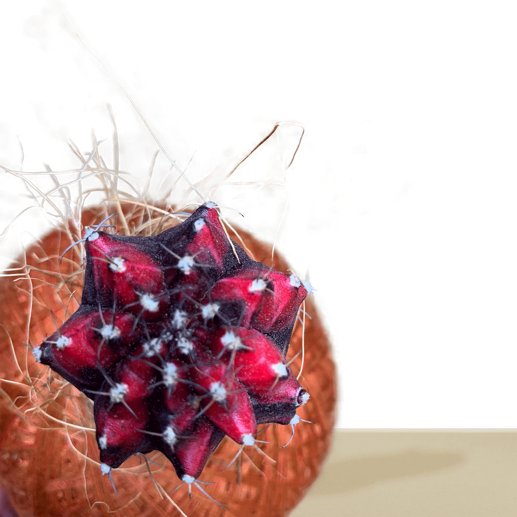 Variegated Red Korean Cactus