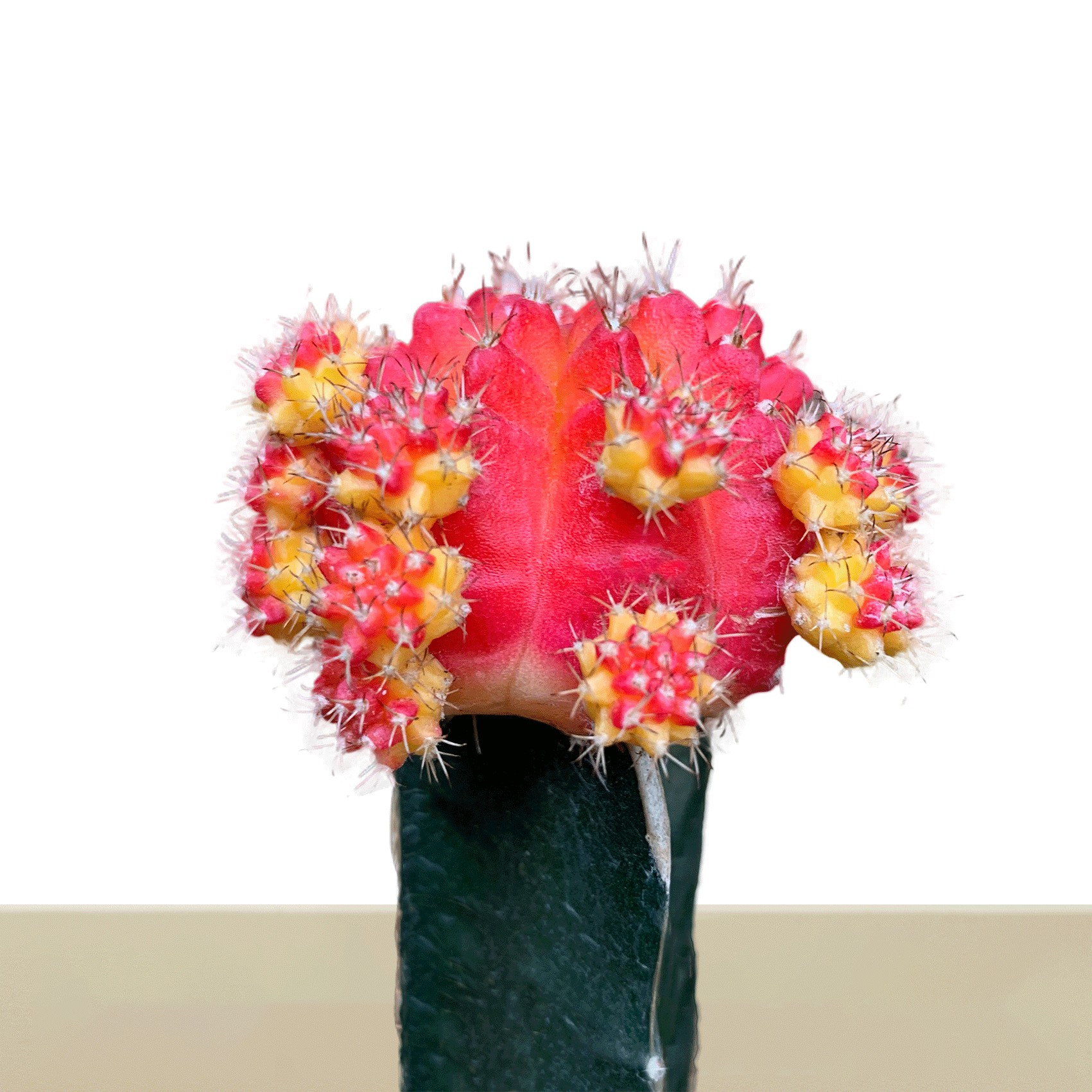 Korean cactus, red and yellow