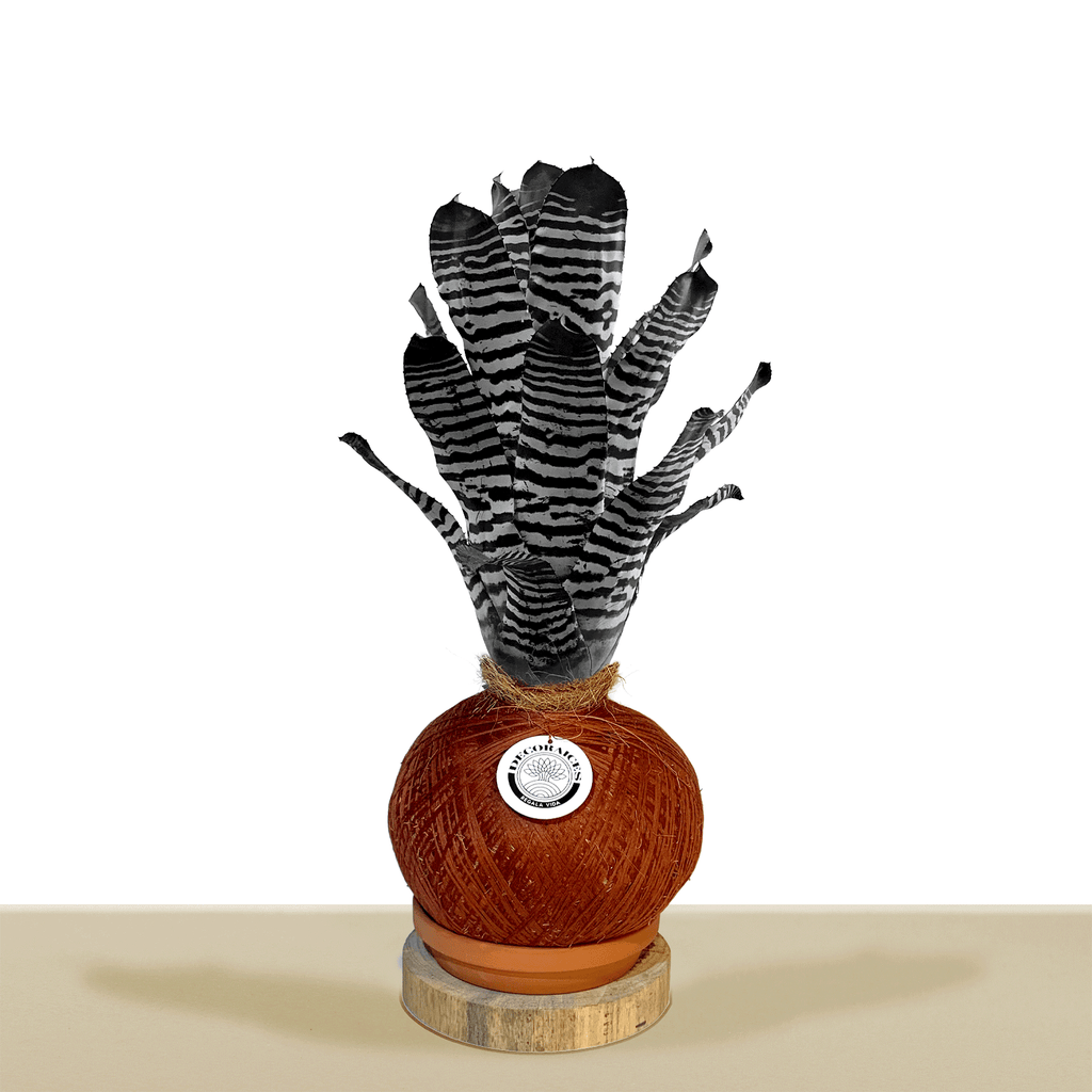 Kokedama Aech. chantinii var purple