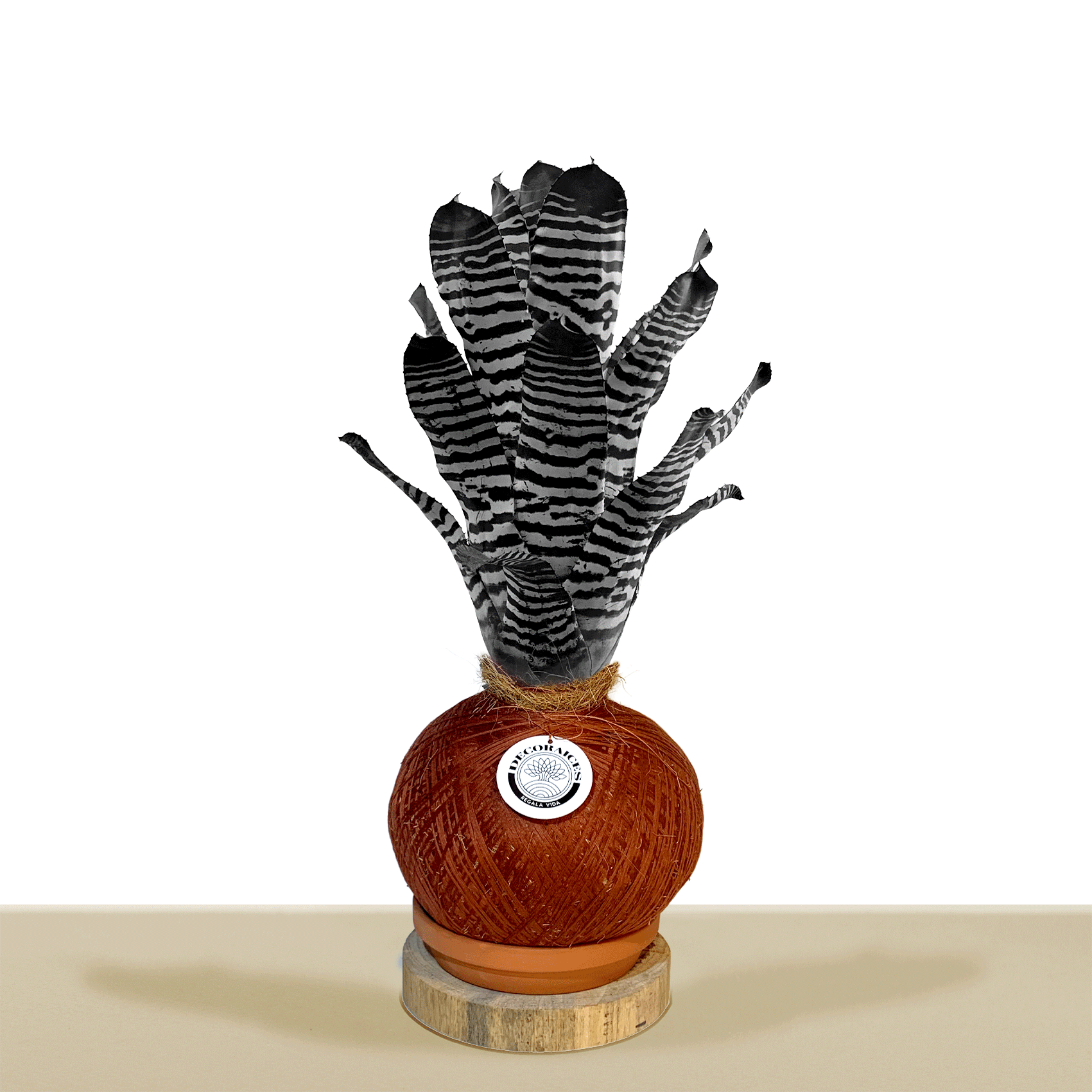 Kokedama Aech. chantinii var purple