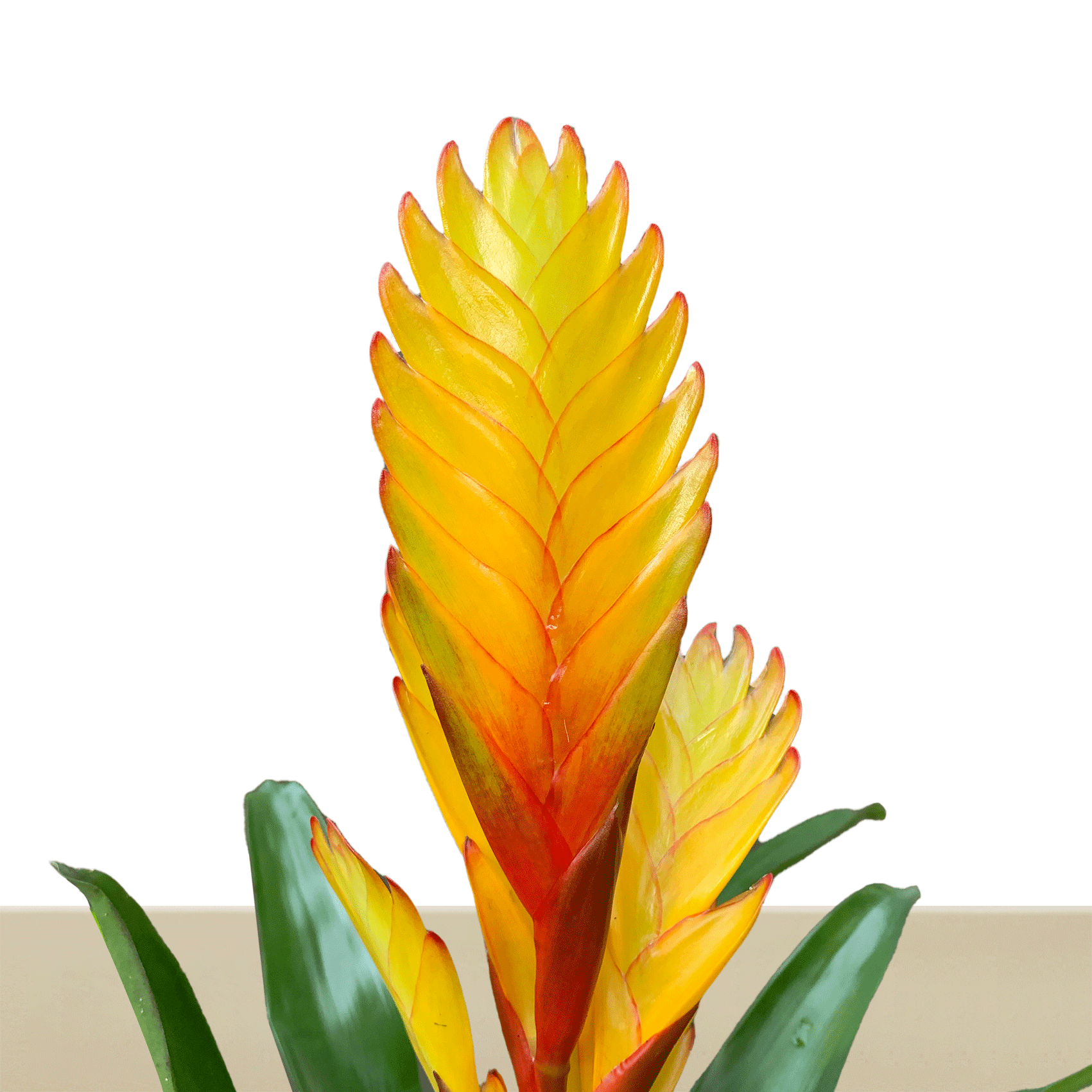 koke Bromelia Guzm. Electric