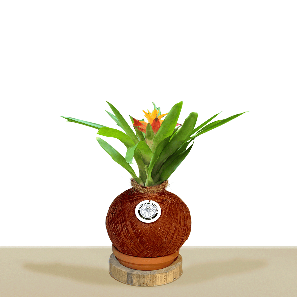 Koke Bromelia Guzm. Flava