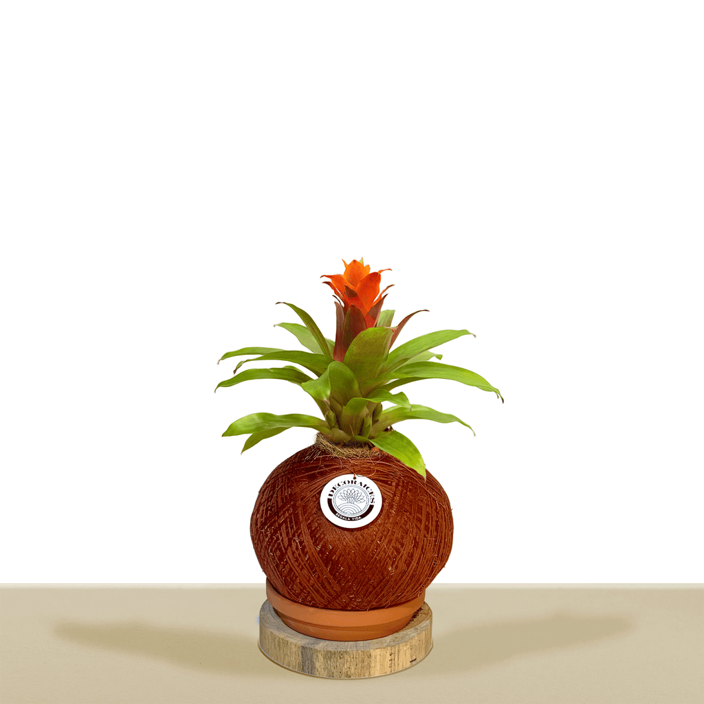 Koke Bromelia Guzm. Fary