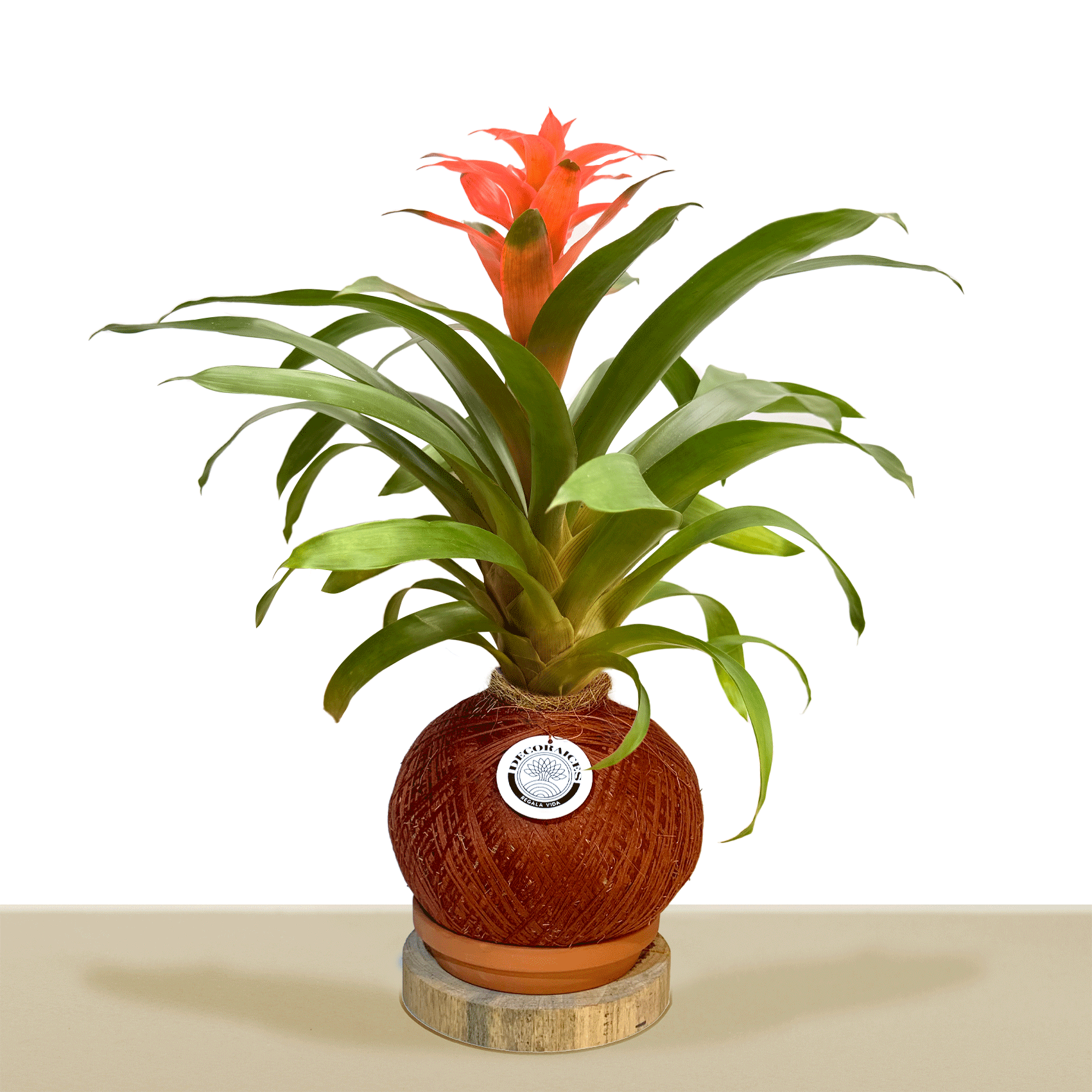 koke Bromelia Guzm. Melissa