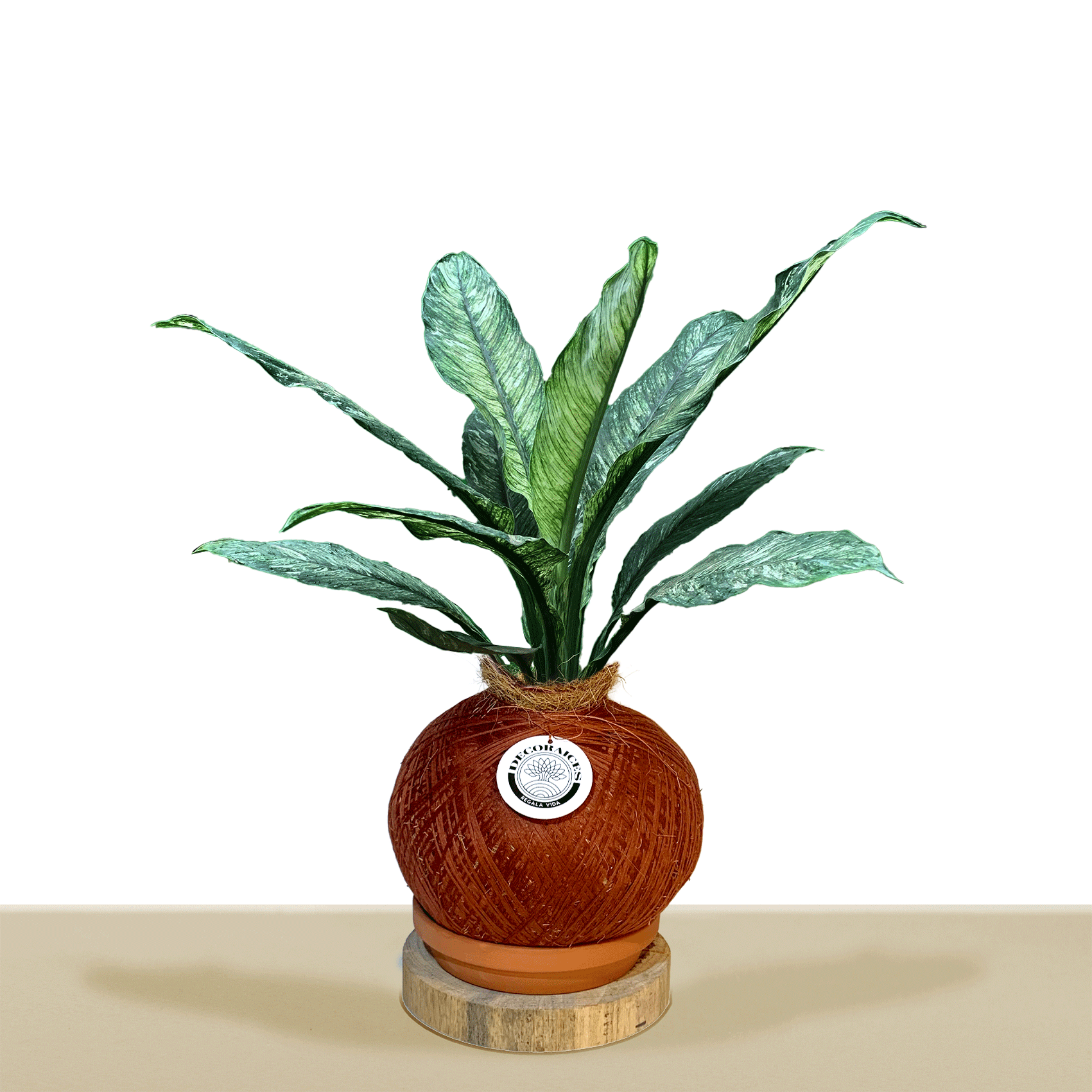 Variegated Galatea Koke