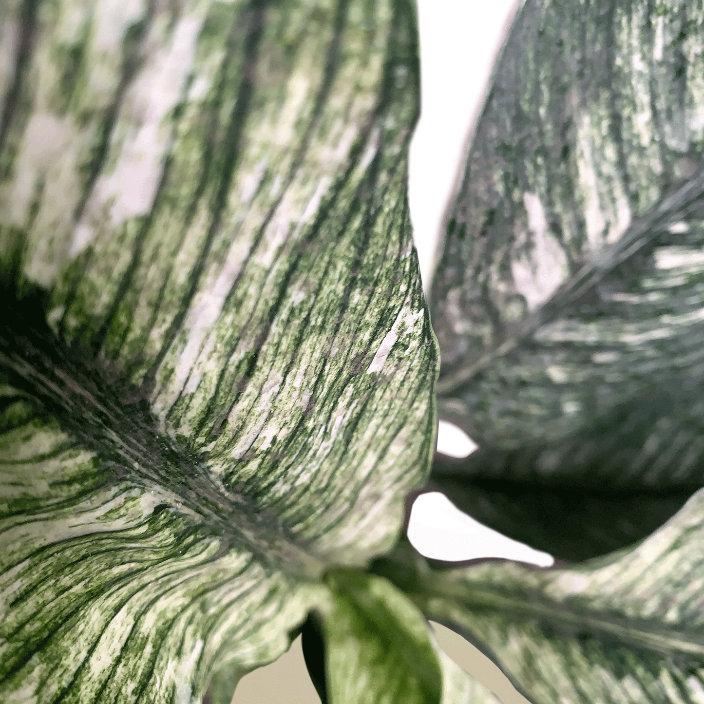 Koke Galatea Variegada