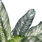 Koke Galatea Variegada