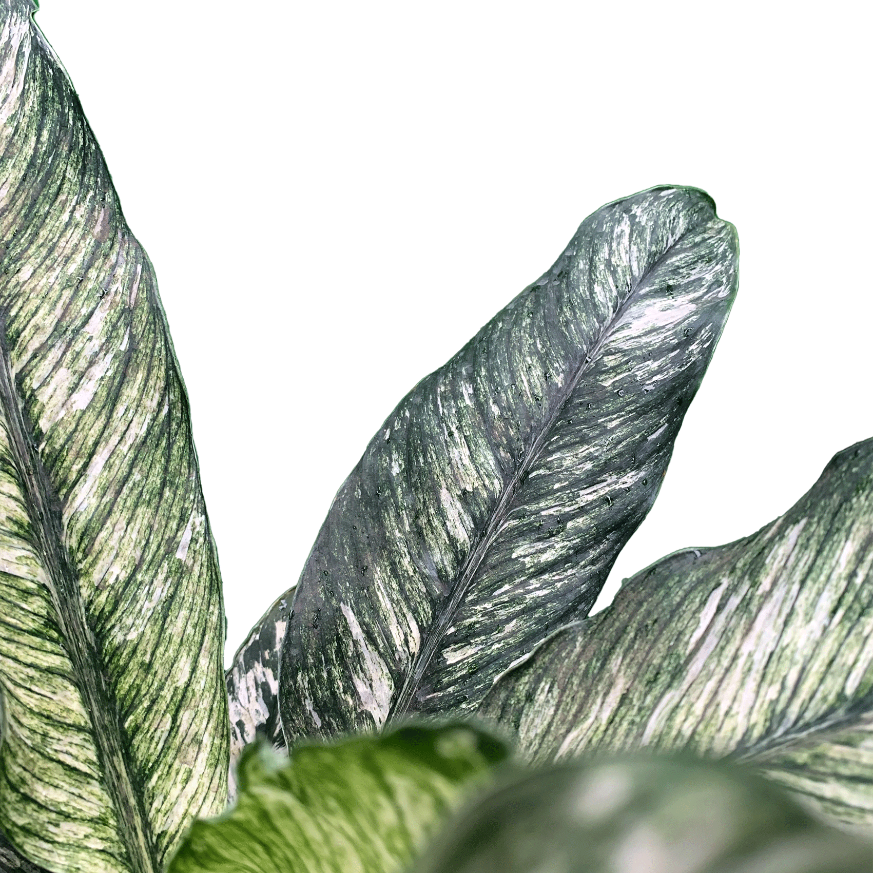 Variegated Galatea Koke