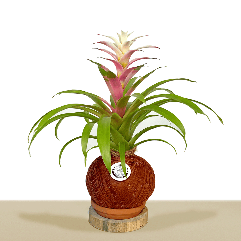 Koke Bromelia Guzm. Filou