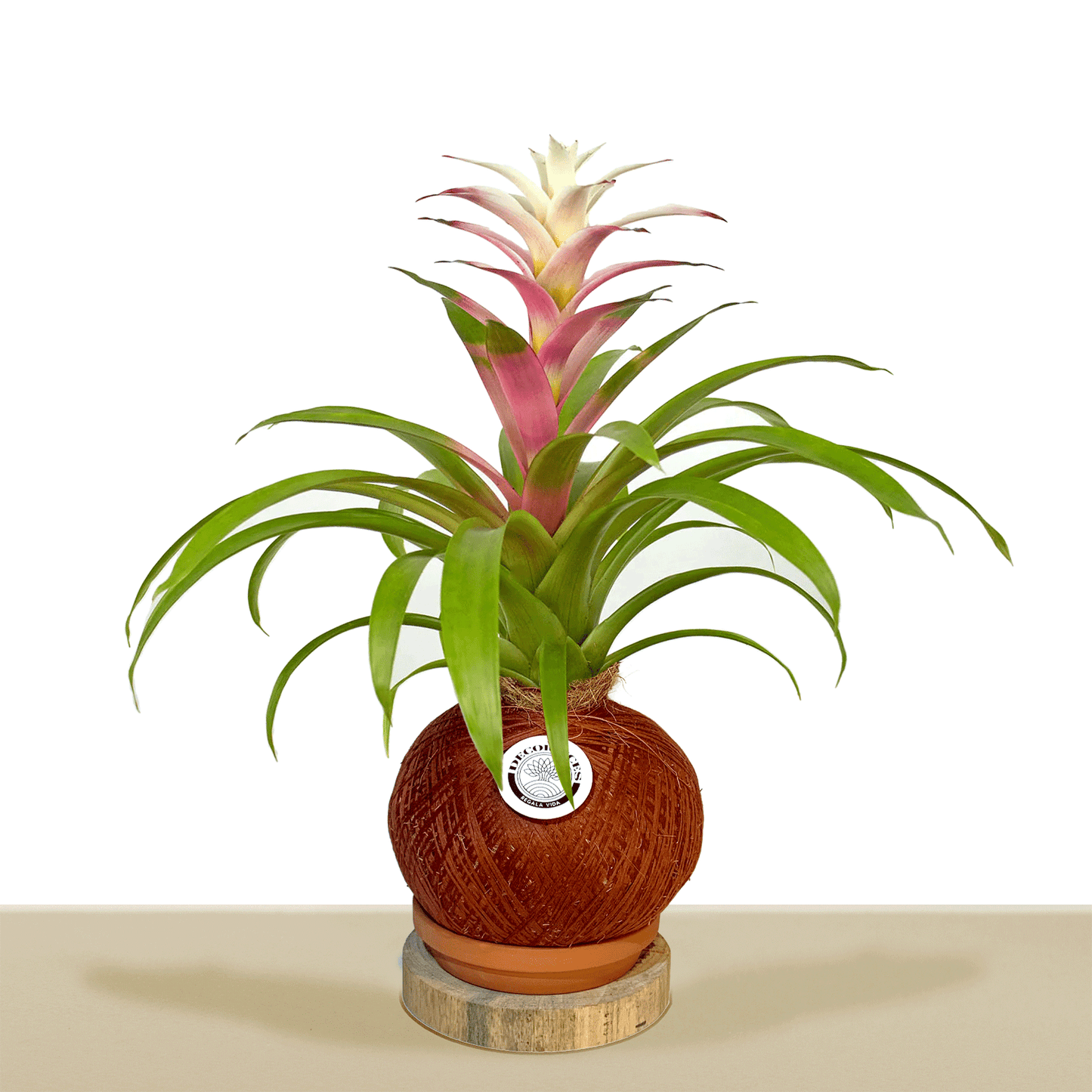 koke Bromelia Guzm. Filou