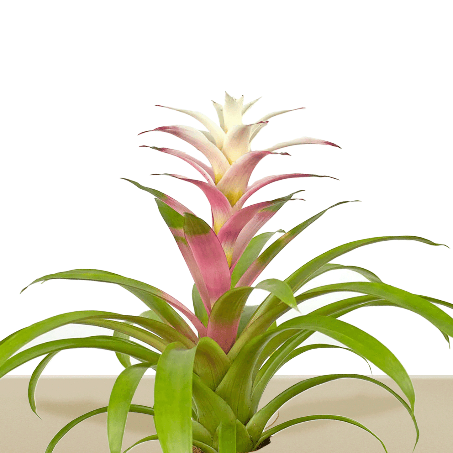 koke Bromelia Guzm. Filou