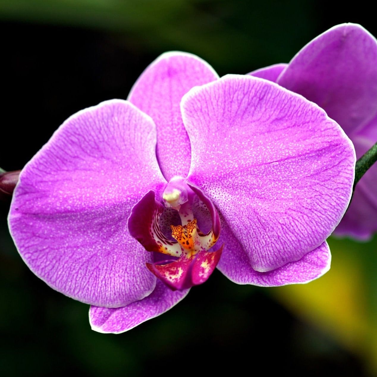 Koke Orquídea Premium Rosa 2V