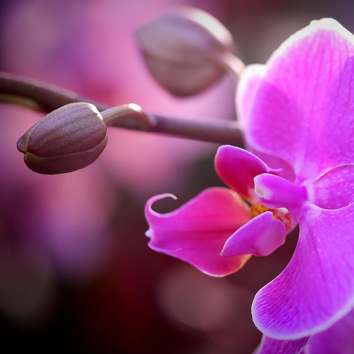 Koke Orchid Premium Pink 2V 