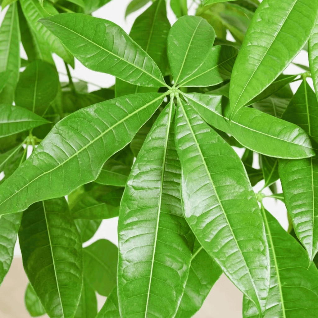 Koke Pachira Aquatica 