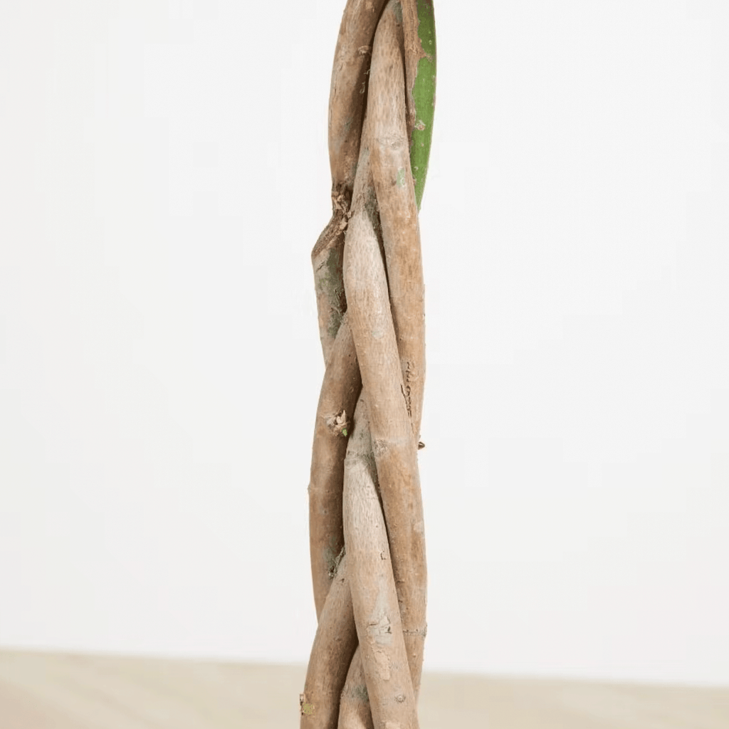 Koke Pachira Aquatica 