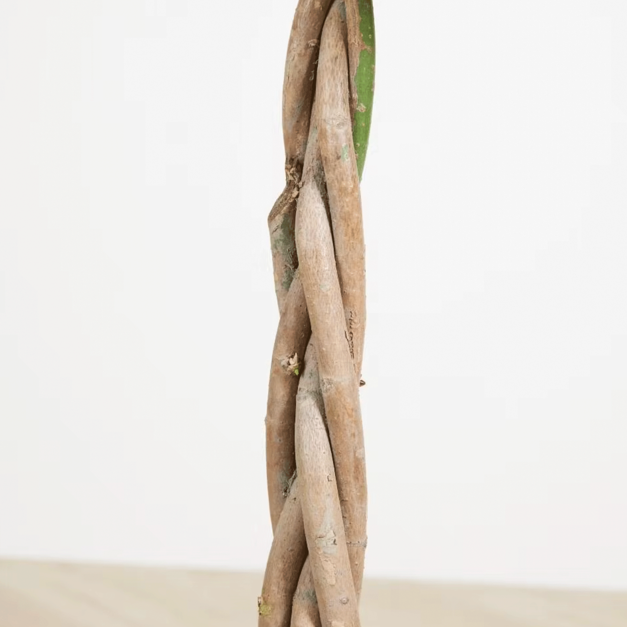 Koke Pachira Aquatica 