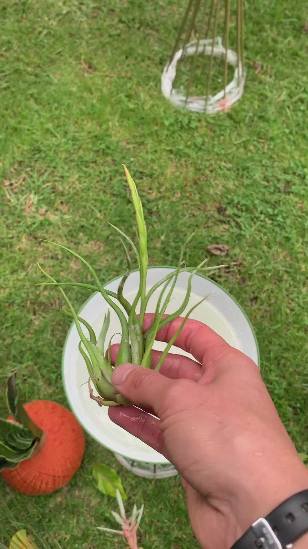 Tillandsia Caput medusae