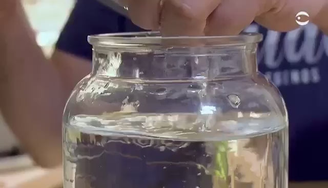 Marimo Moss Ball Ecosistema