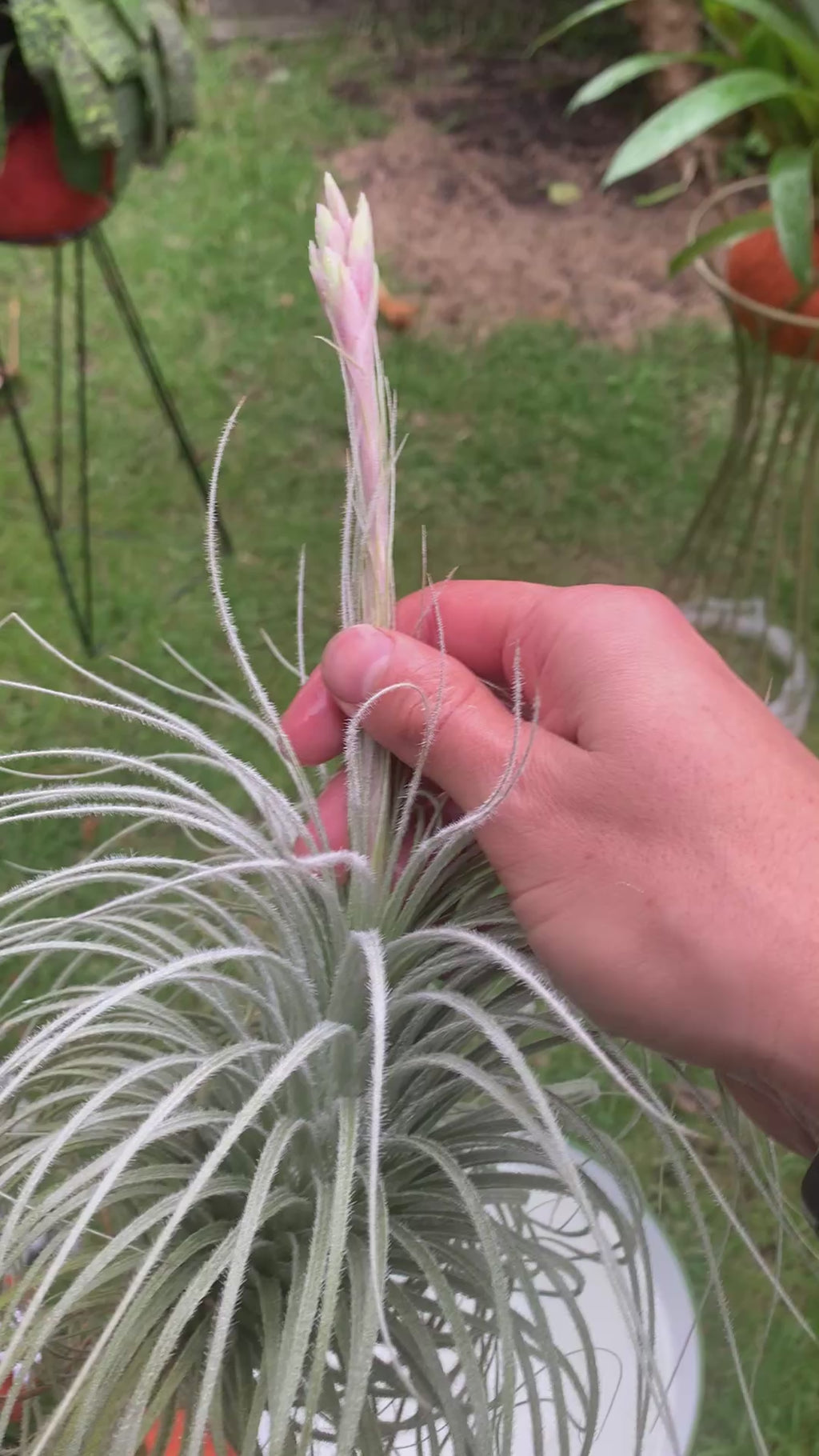 Tillandsia  Tectorum