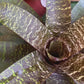 koke Bromelia Vrie. seideliana