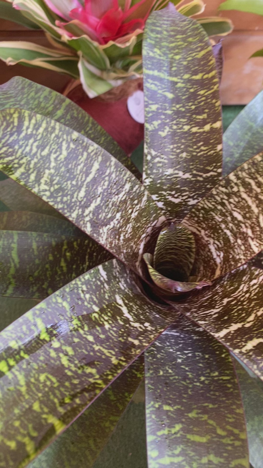 koke Bromelia Vrie. seidelian