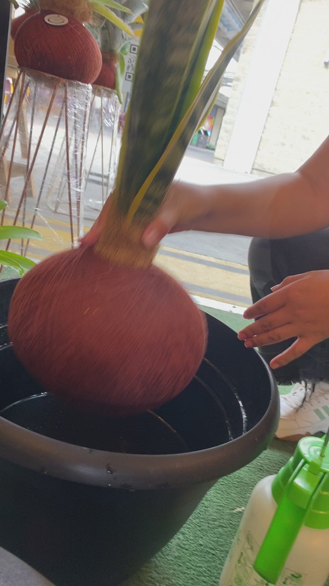 koke Sansevieria trifasciata