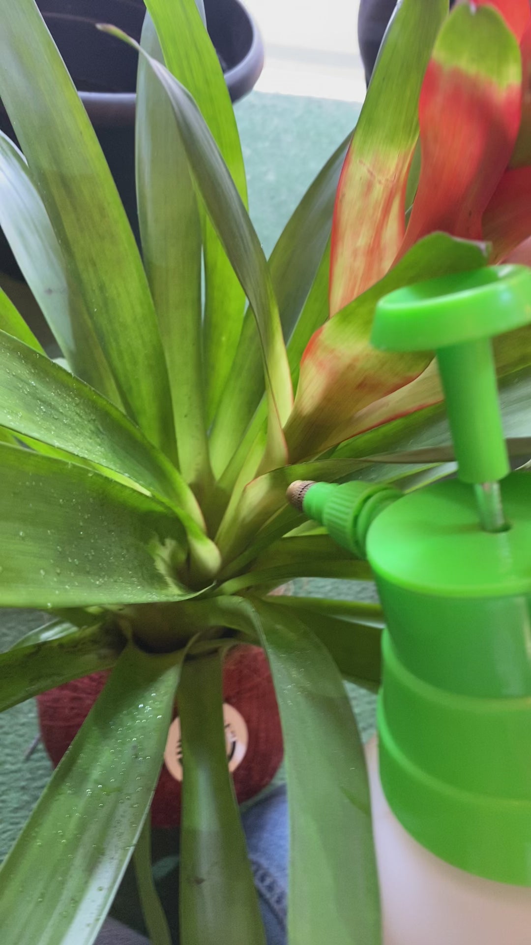 koke Bromelia Guzm. jazz