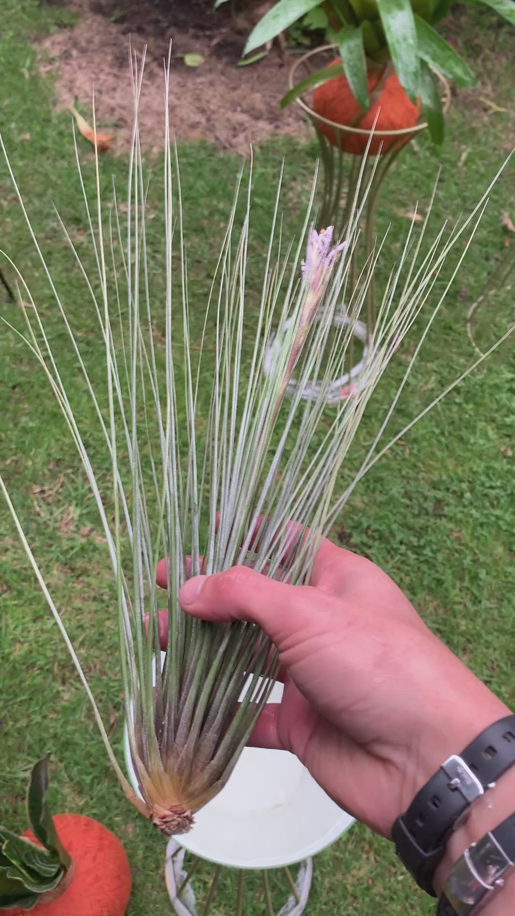 Tillandsia  Juncea + matera