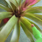 koke Bromelia Guzm. Cavado