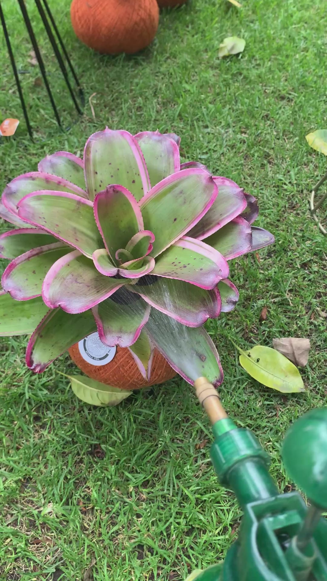 Kokedama Neor. concentrica