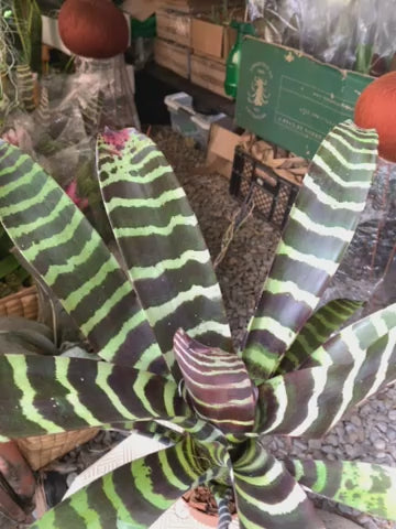 koke Bromelia Vrie. splenriet