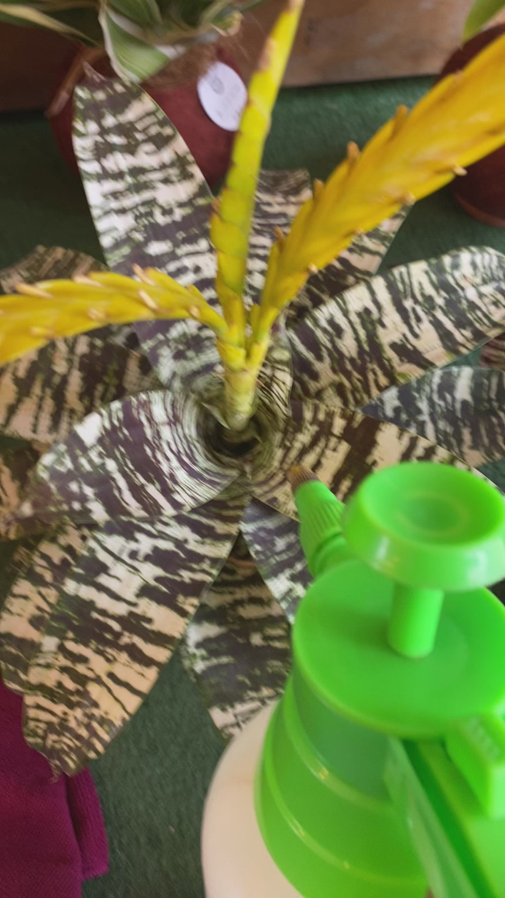 koke Bromelia Goud. ospinae var gruberi