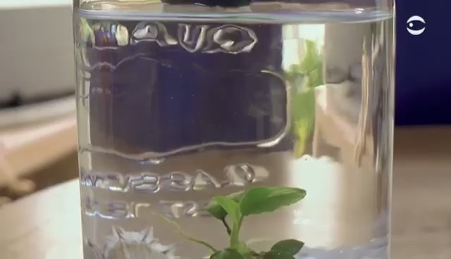 Marimo Moss Ball Ecosistema