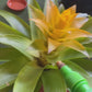 Koke Bromelia Diana