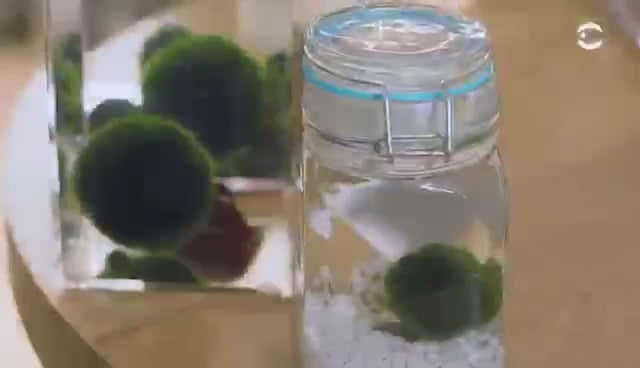 Marimo Moss Ball Ecosistema