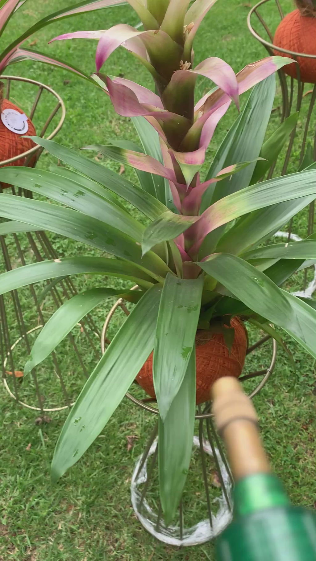 Kokedama Bromelia Guzm. Filou
