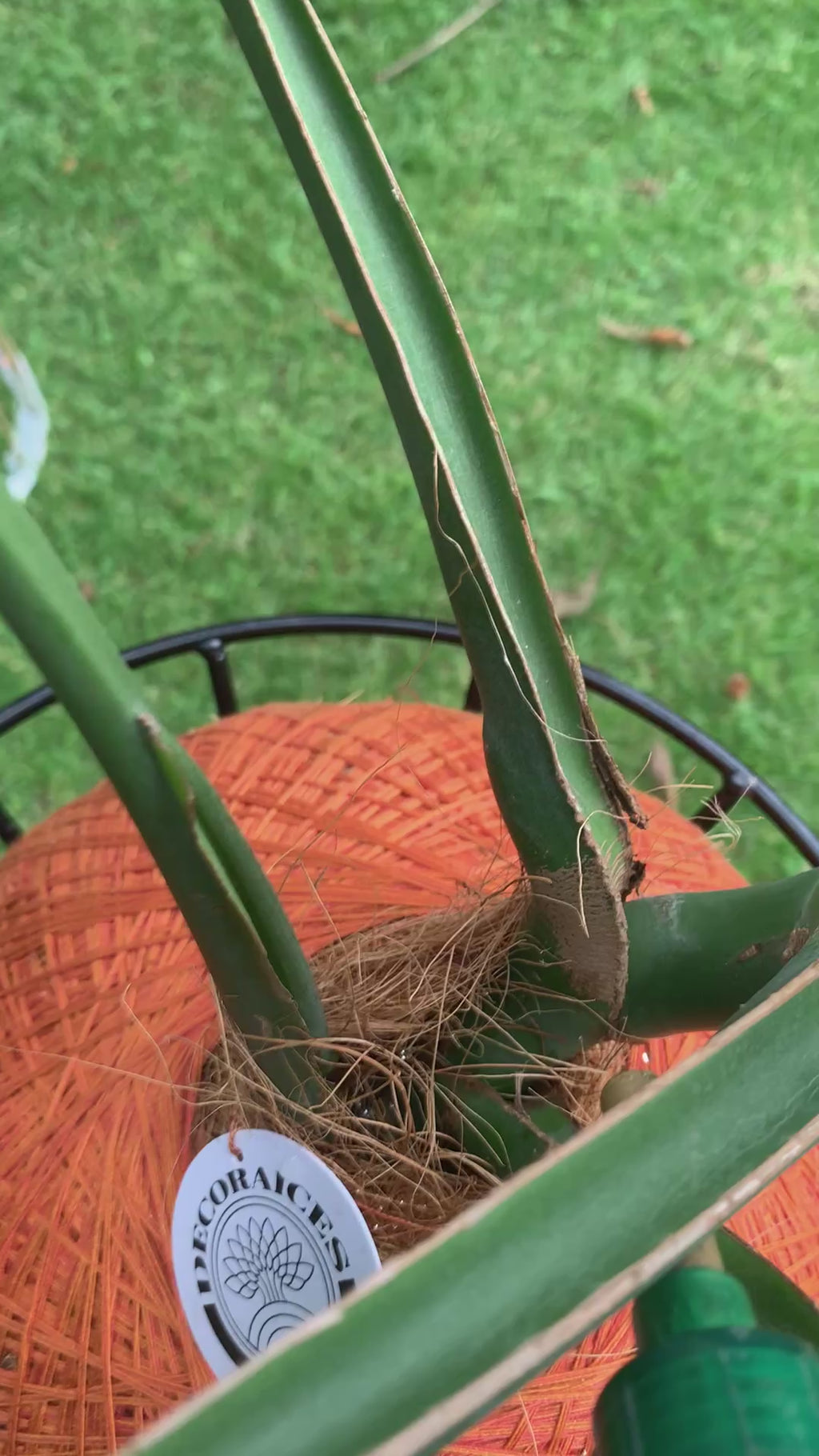 Kokedama Monstera