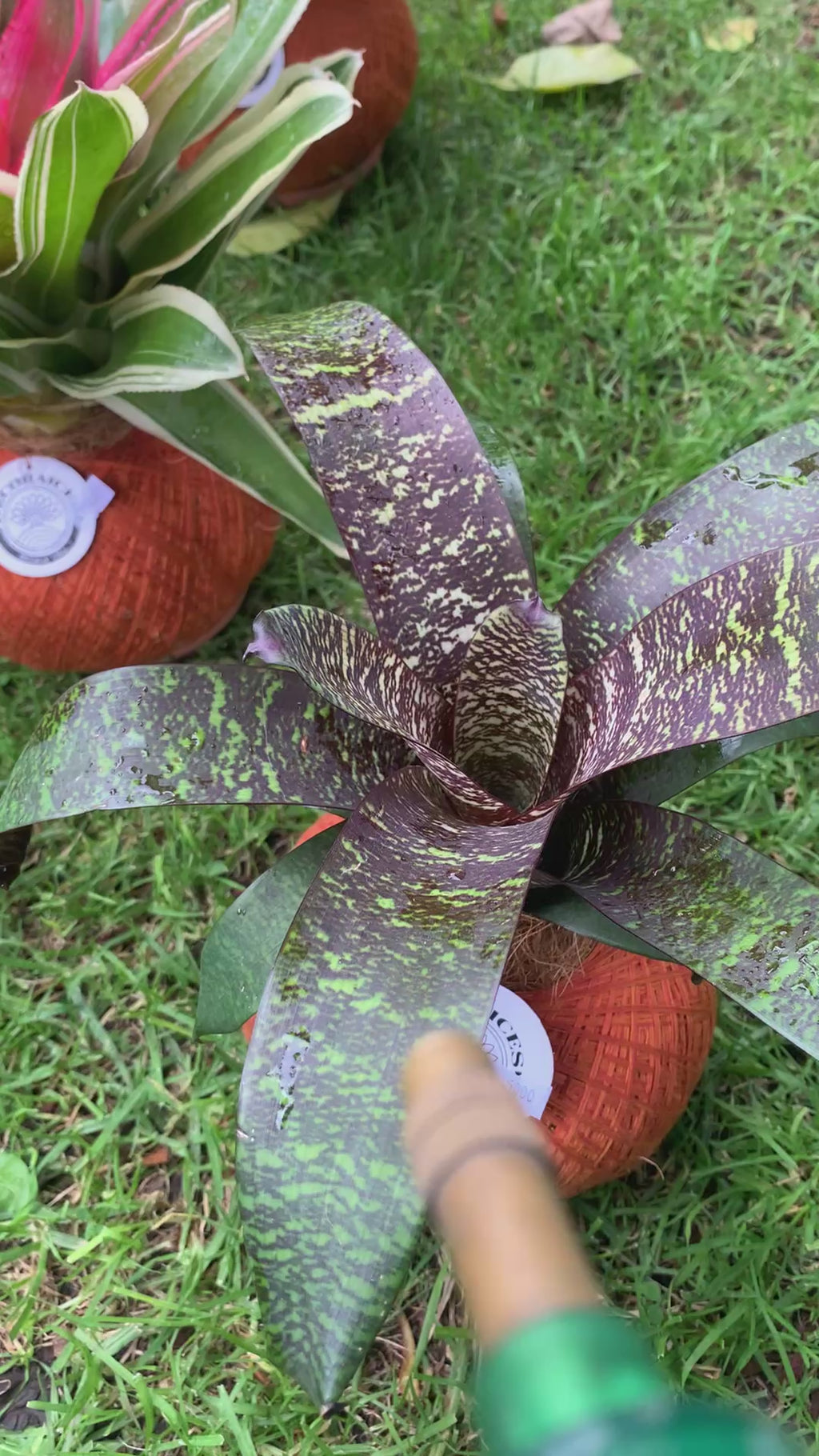 Kokedama Bromelia Vrie. seideliana