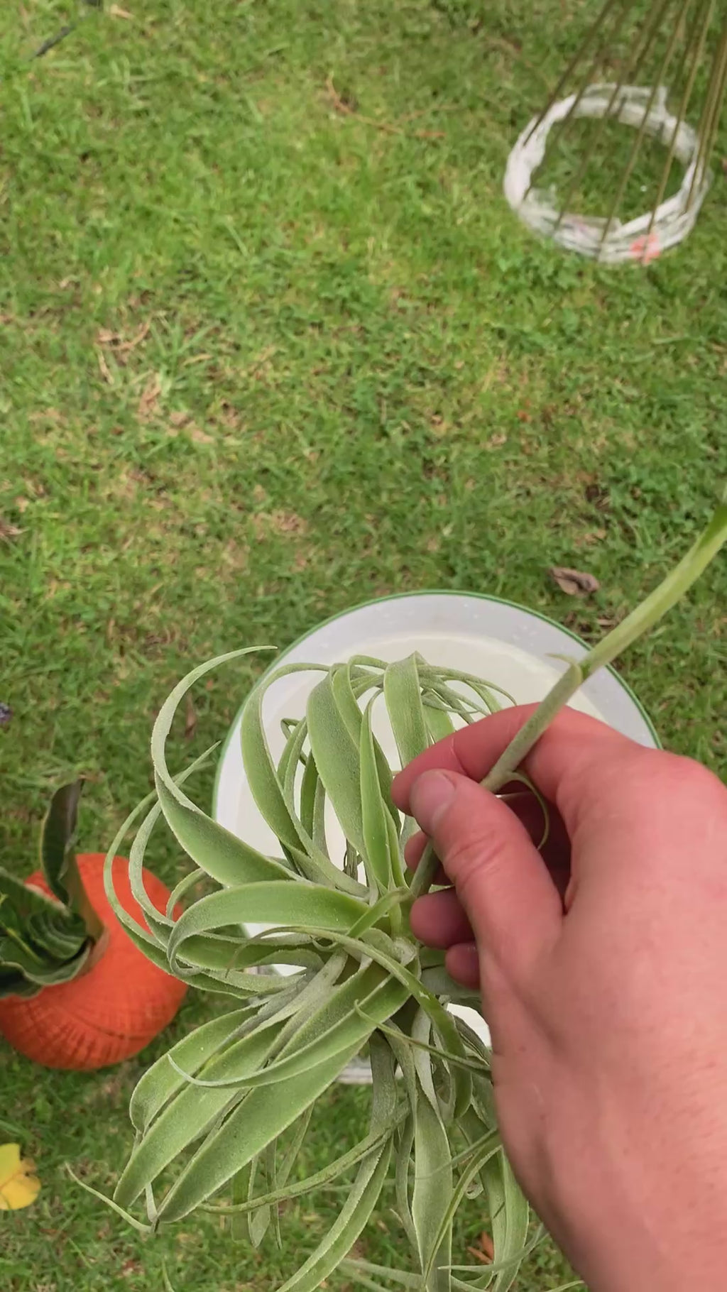 Tillandsia Cacticola regular form botón