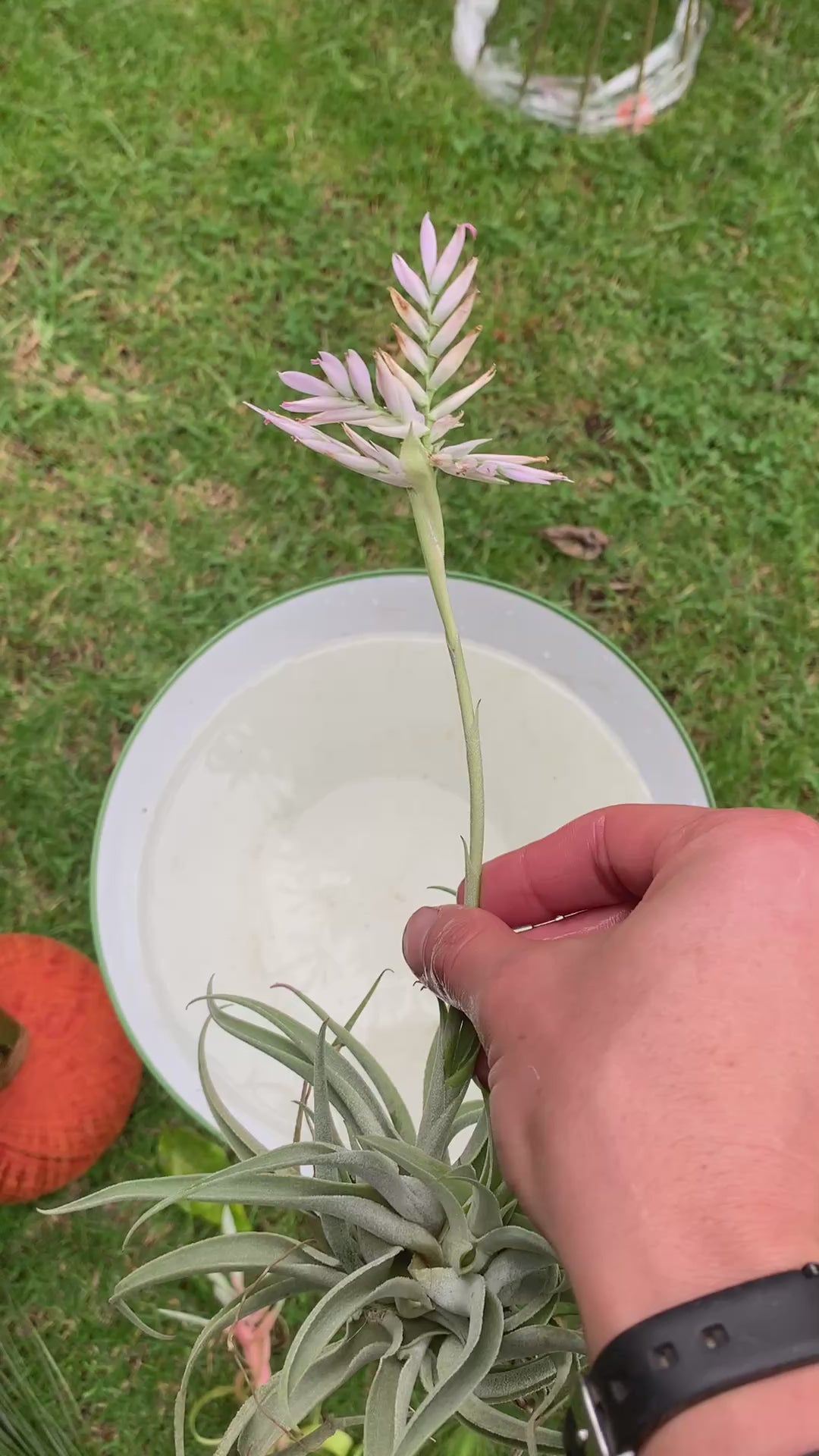Tillandsia  Cacticola regular form