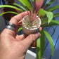 Till. Ionantha red