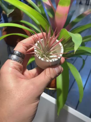 Till. Ionantha red