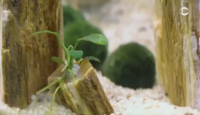 Marimo Moss Ball Ecosistema