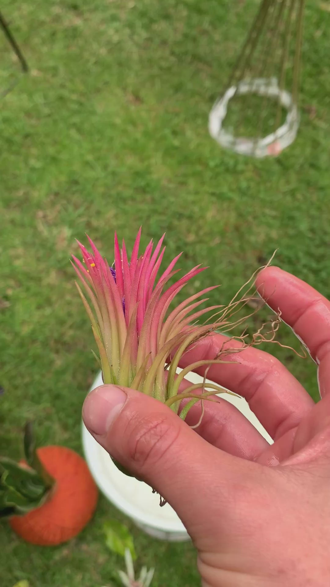 Tillandsia  Ionantha red