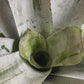 koke Bromelia Aechmea. Fasciata Piñuela