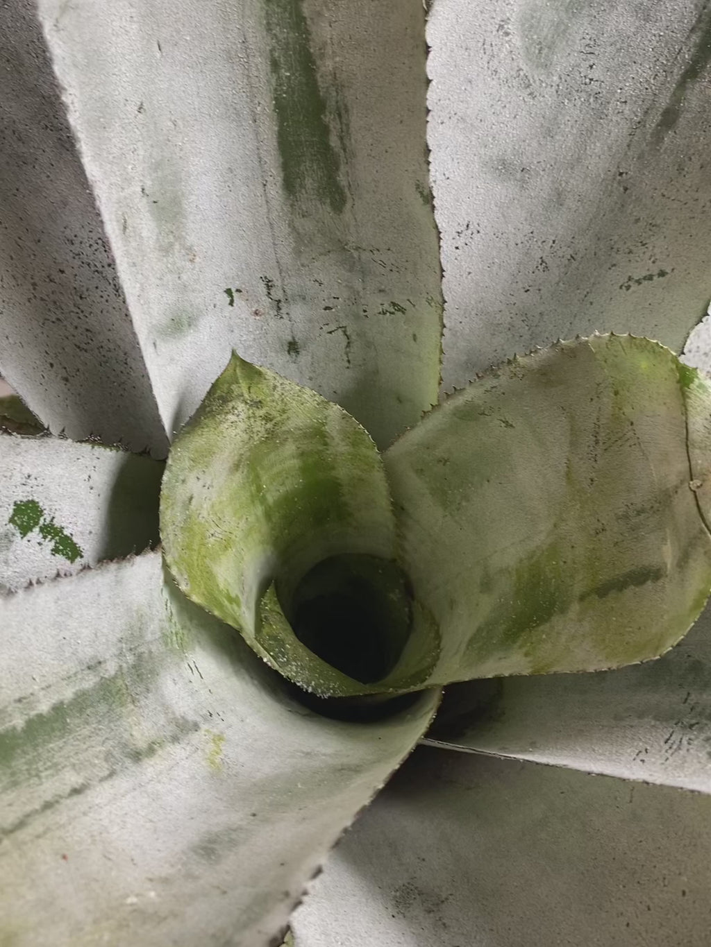 koke Bromelia Aechmea. Fasciata Piñuela