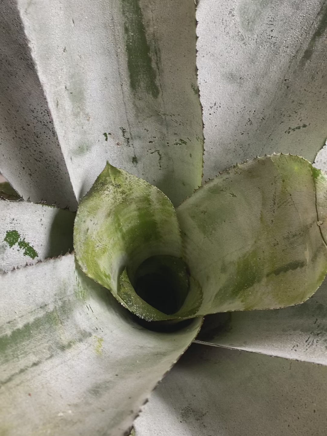 koke Bromelia Aechmea. Fasciata Piñuela