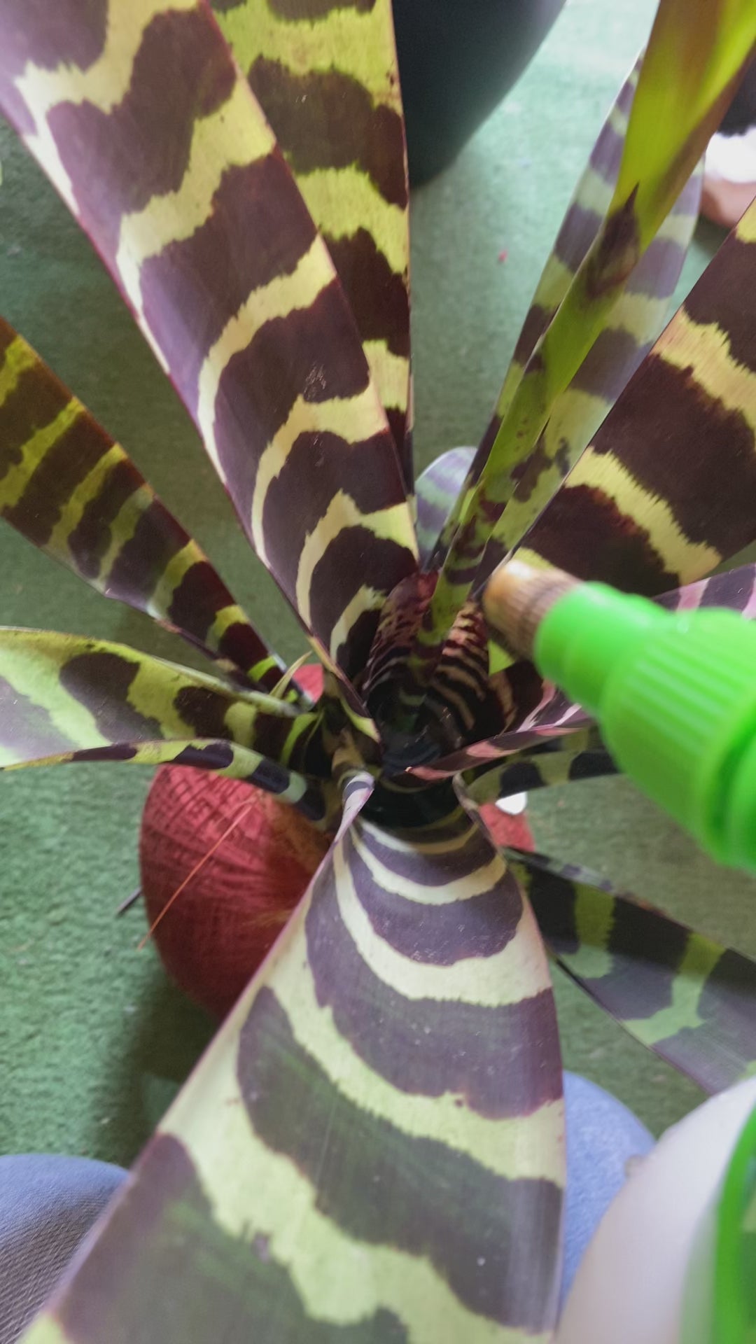 koke Bromelia Vrie. splenriet